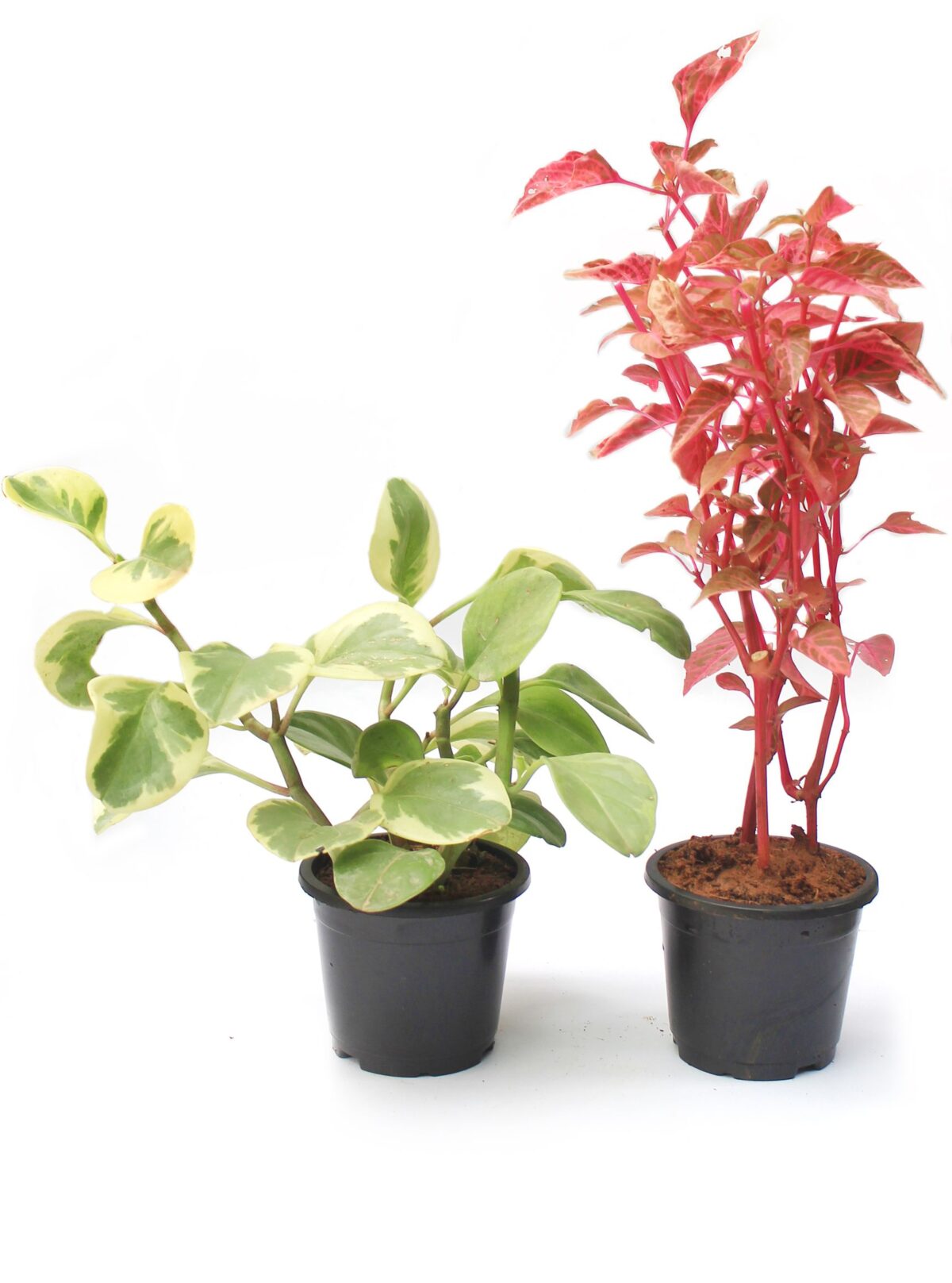 Variegated Peperomia & Iresine Pink Plants