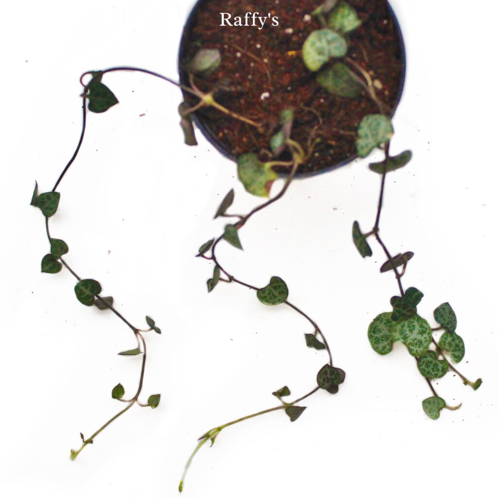 String of Hearts Plant Online | Bagh Rare Indoor Plants Nursery.