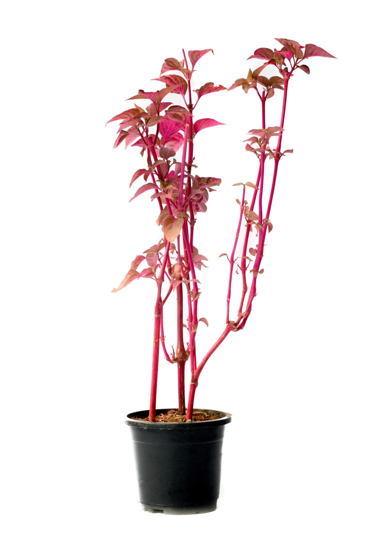 Iresine Herbstii pink leaves and pink stem from online live nursery india