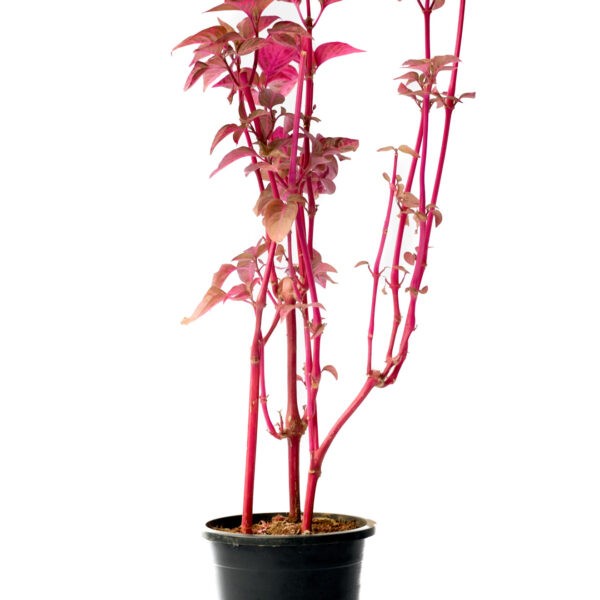 Iresine Herbstii pink leaves and pink stem from online live nursery india