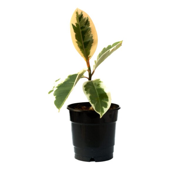 Variegated Rubber Plant from plant nursery bangalore