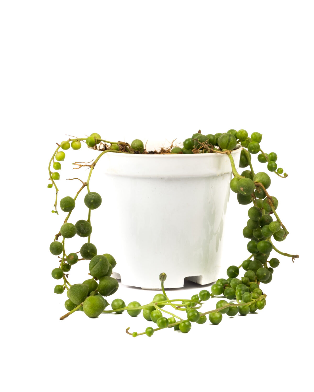 Variegated String of Pearls Plant