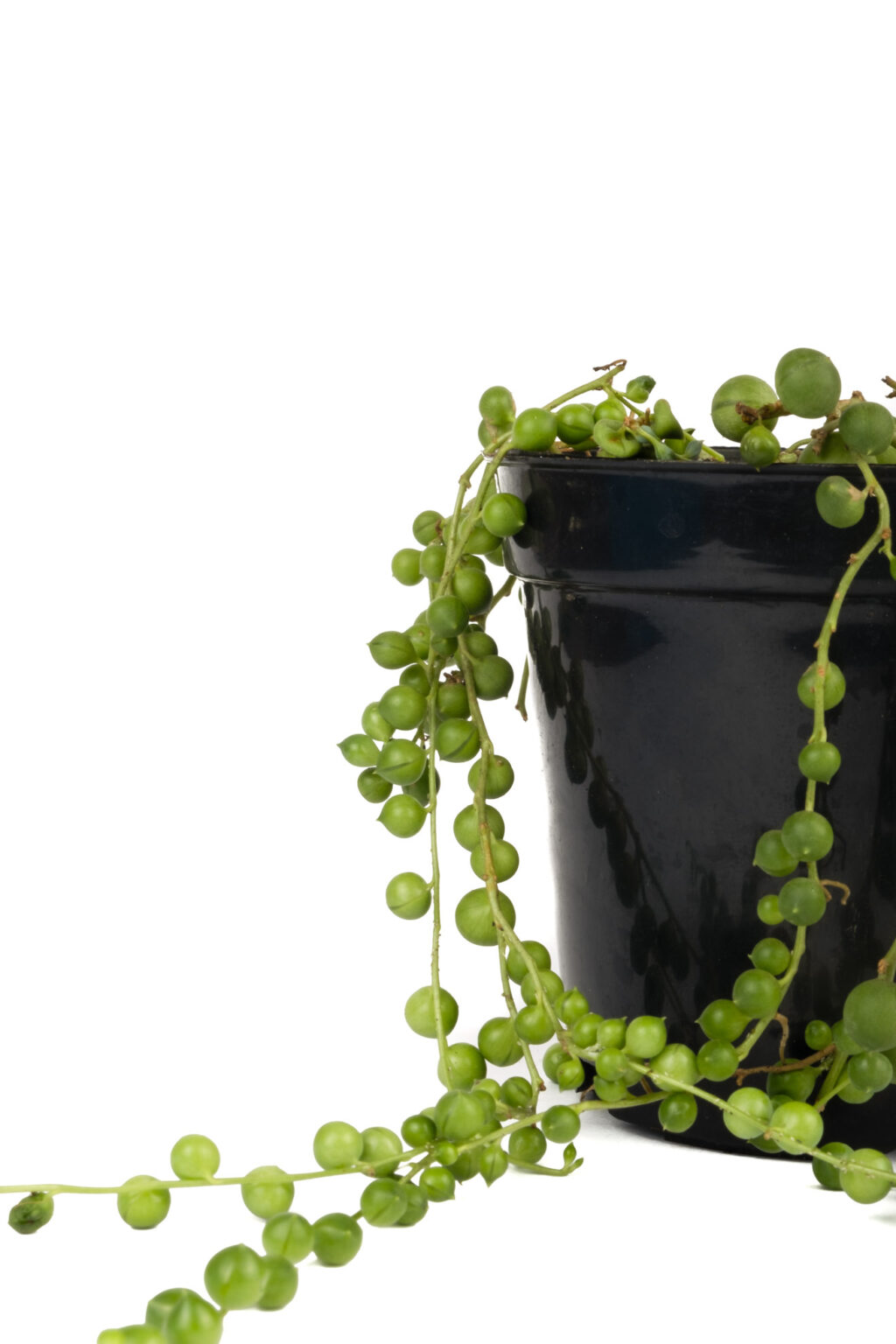 Buy String of Pearls Senecio rowleyanus Succulent Plant Nursey 2021