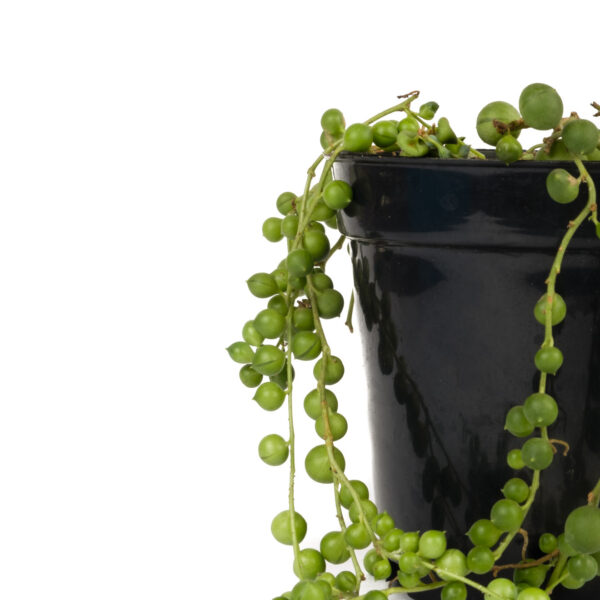 Variegated String of Pearls Plant