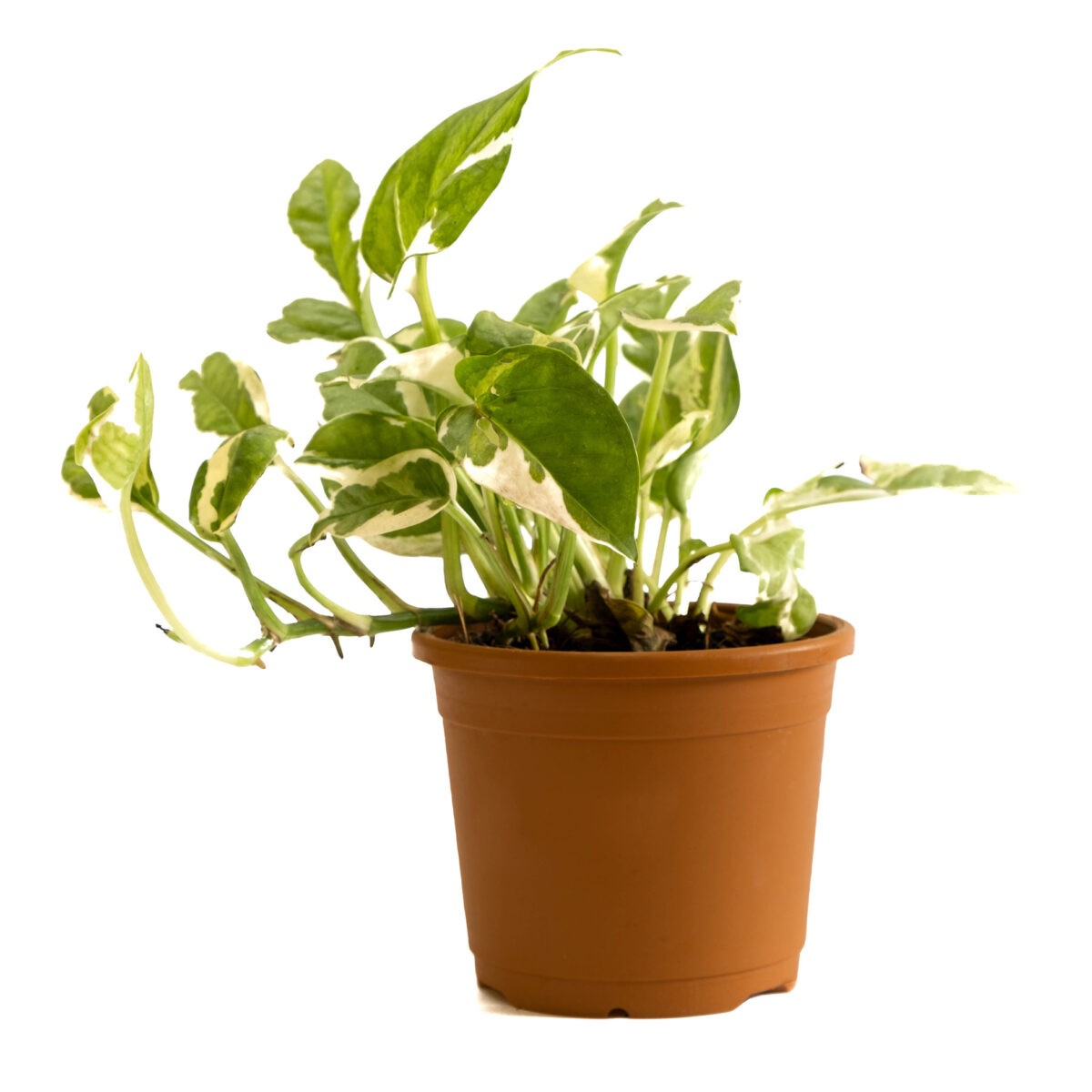 Marble Prince Money Plant or Money Plant njoy from online live nursery