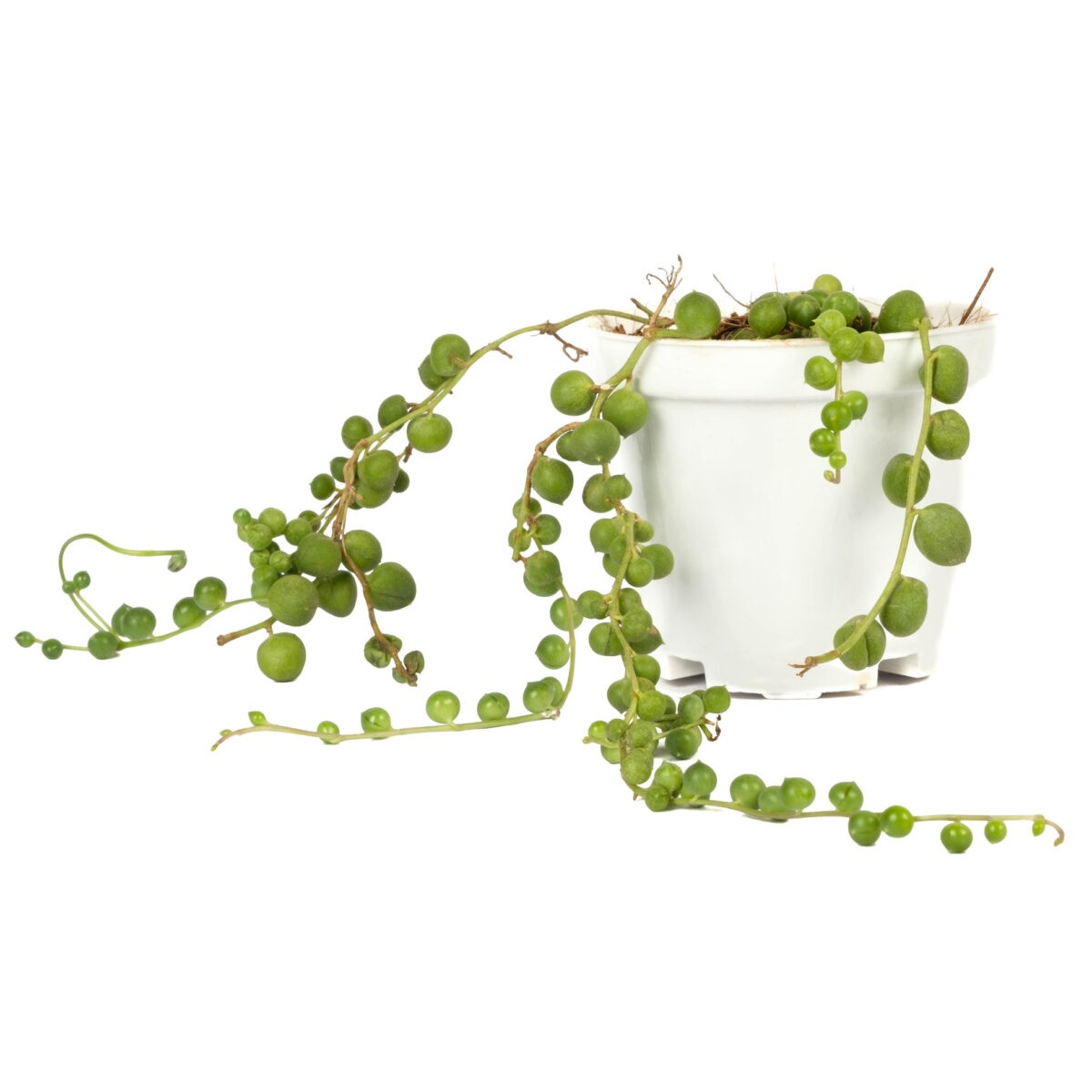 String of Pearls Plant in 3inch pot