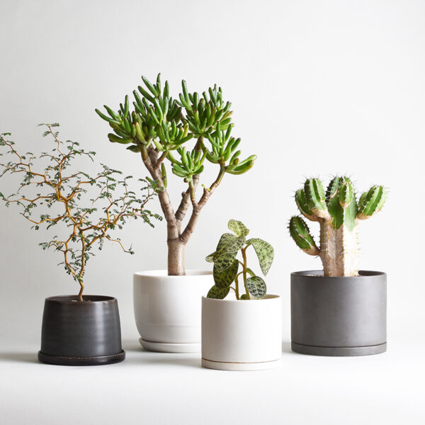 Plants - Delivery Bangalore