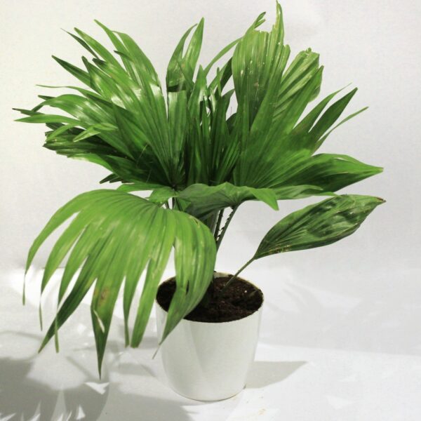 chinese palm/ Livistona chinensis Plant Online Nursery Bangalore