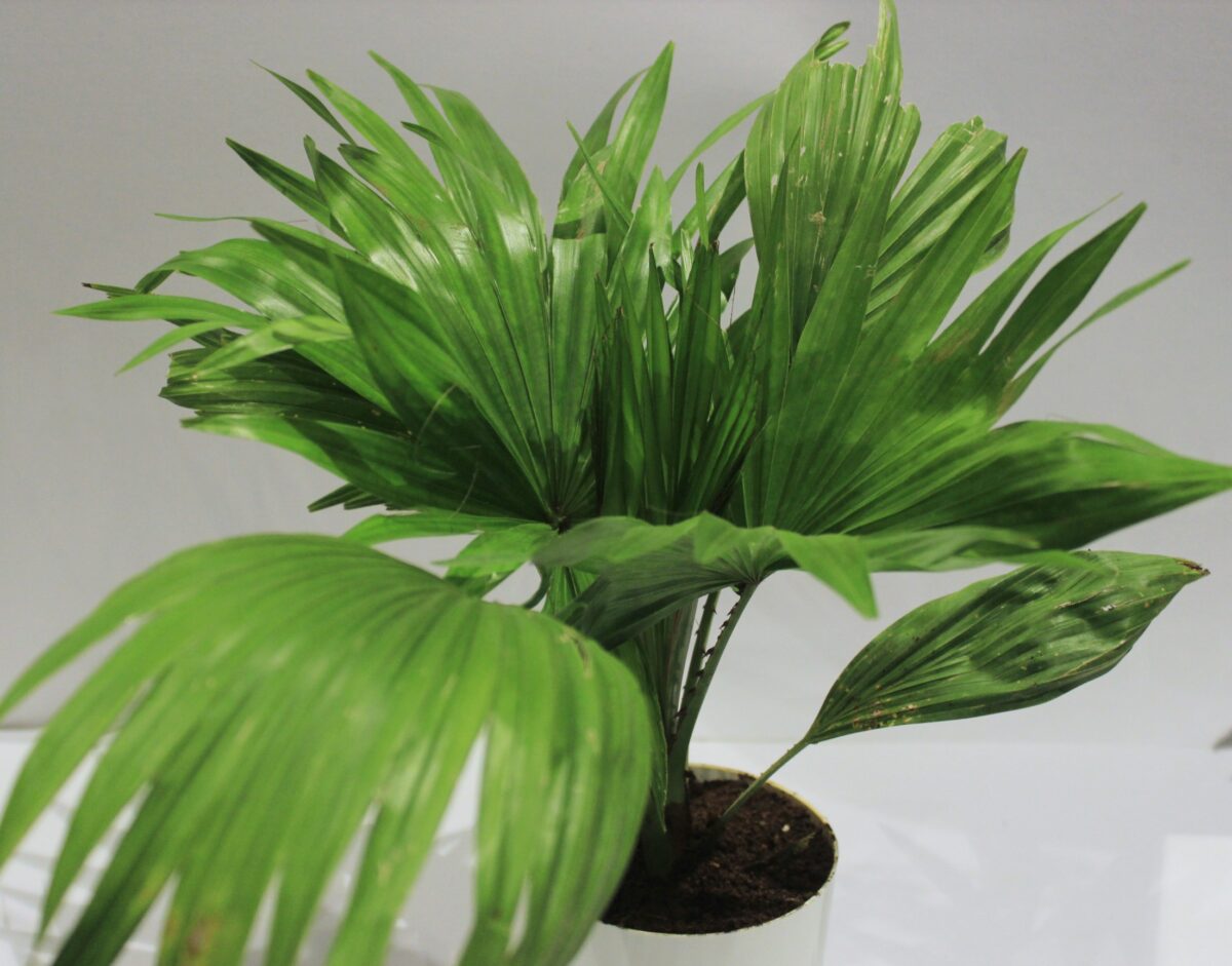 chinese palm/Livistona chinensis Plant