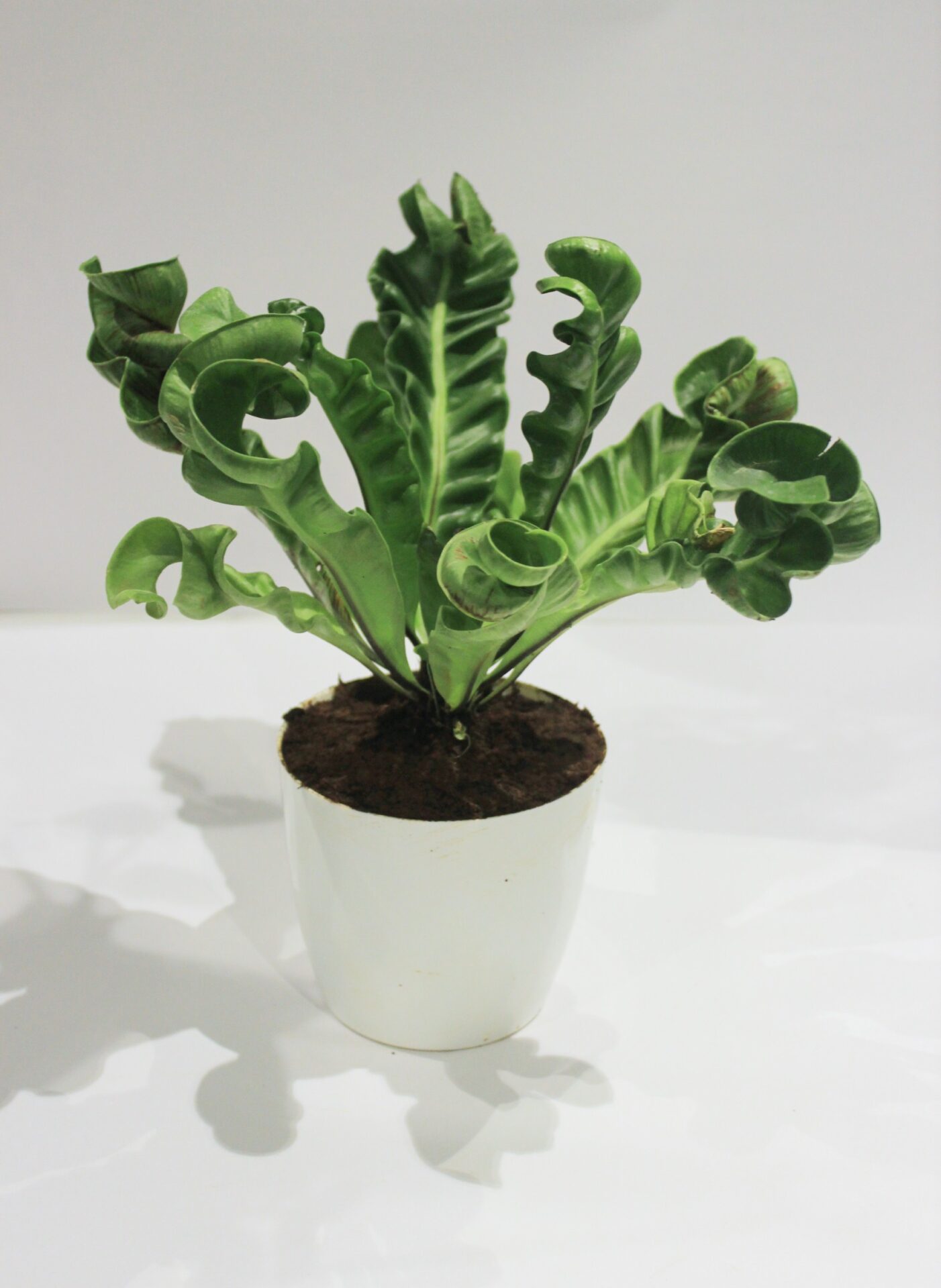 Cobra Fern – Bagh – Rare Indoor Plants