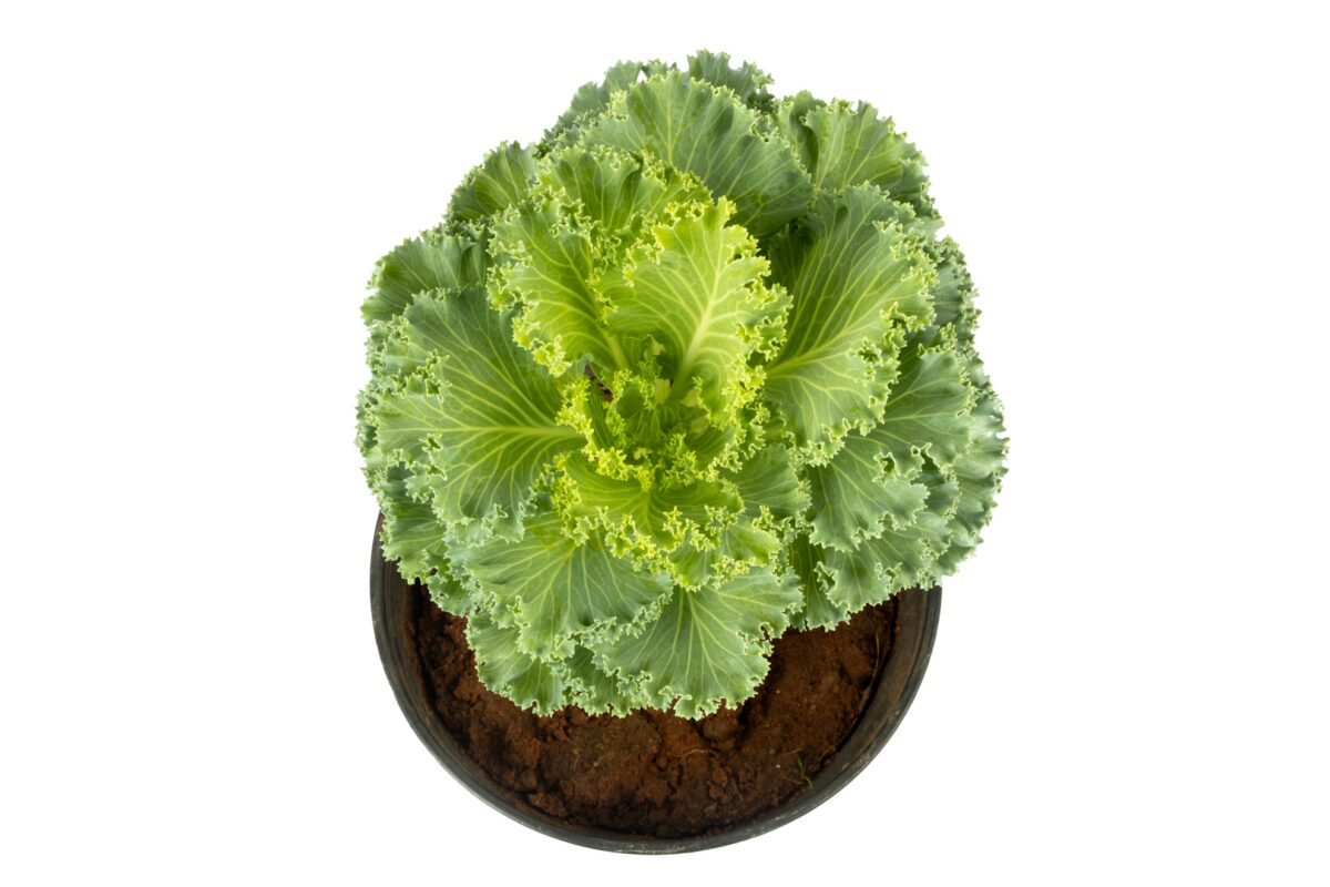Ornamental Cabbage Plant