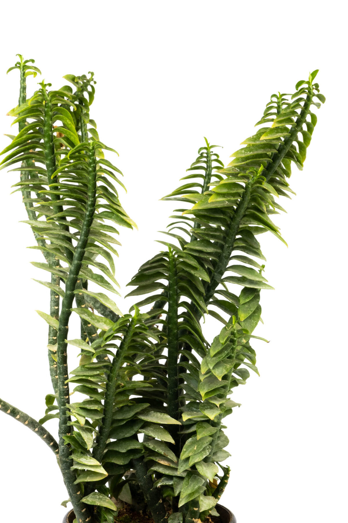 Pedilanthus Green Plant