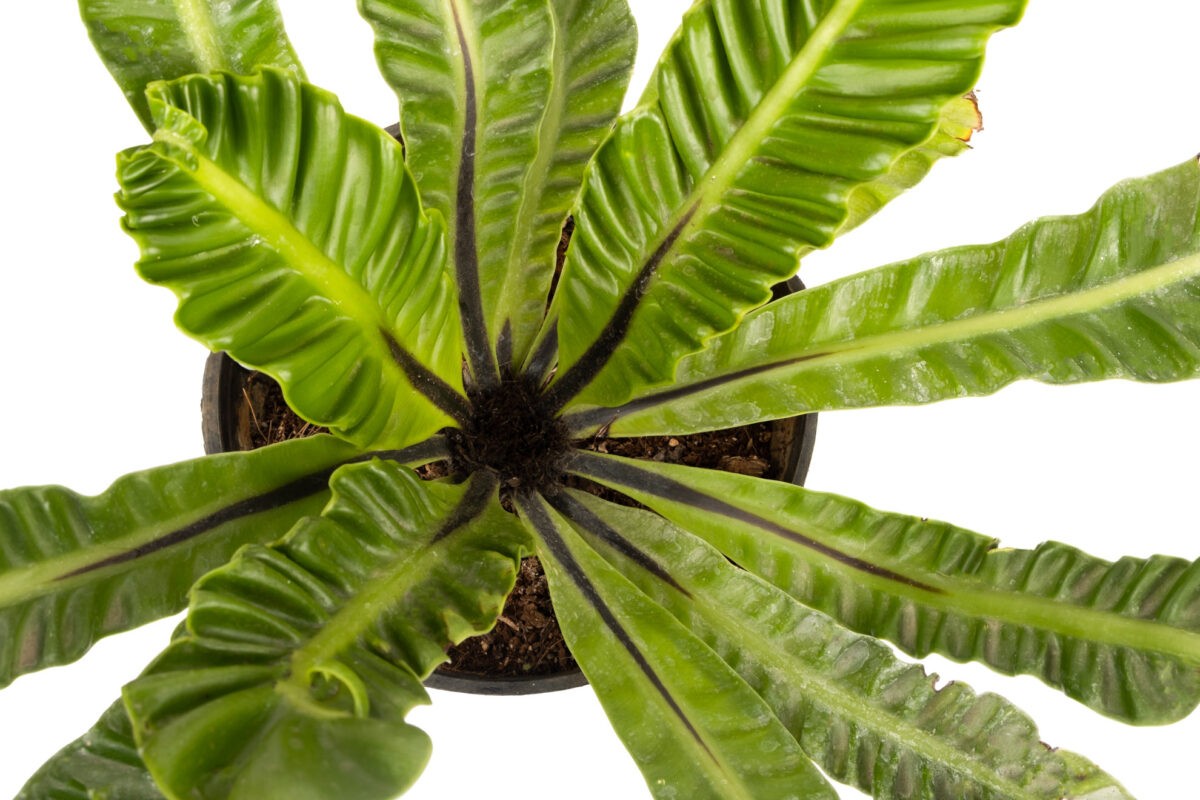Asplenium Nidus Cobra fern Plants - Best low light plant works well when kept in bedroom or living room
