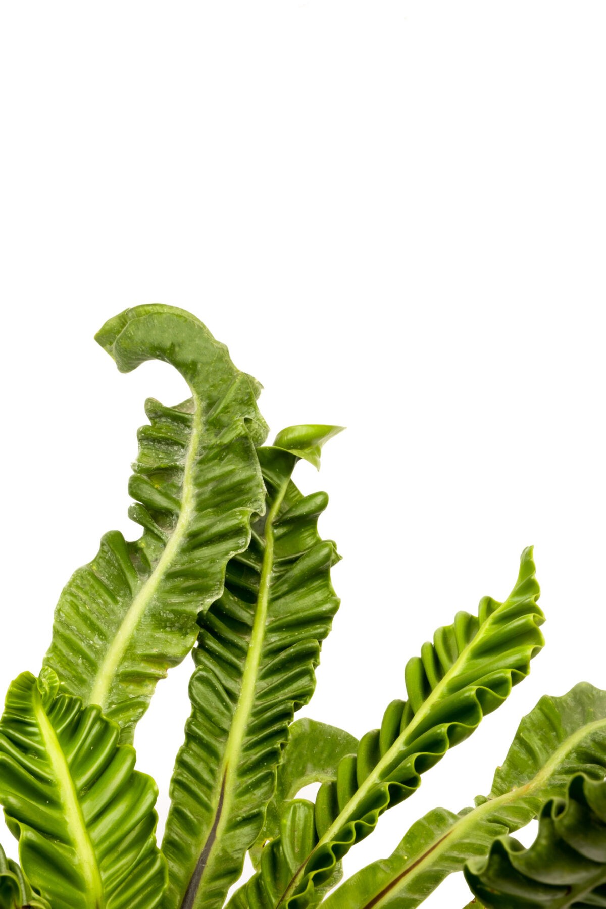 Asplenium Nidus Cobra fern Plants - Low light indoor plant Online nursery india