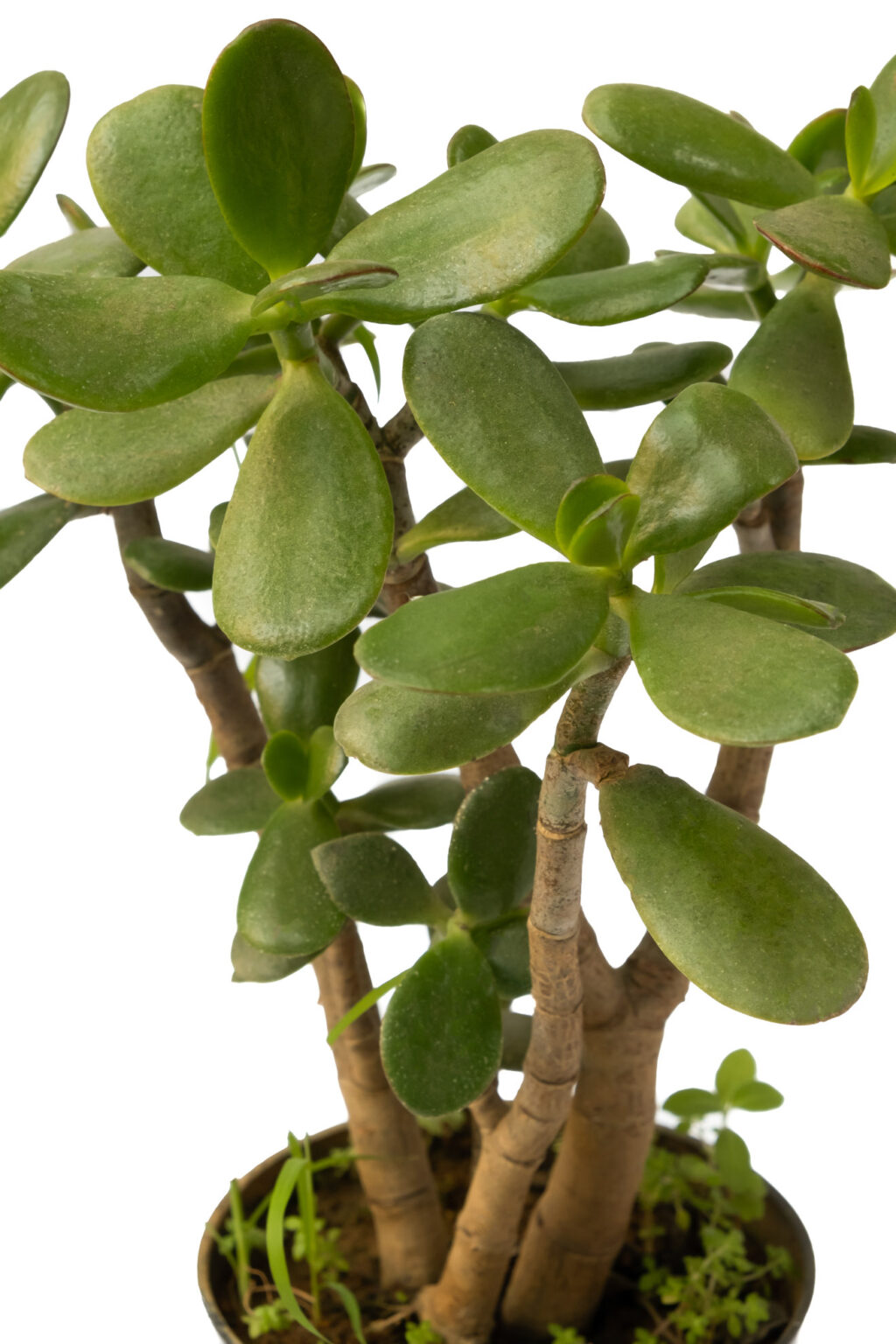 Buy Jade Plant Crassula ovata Low Cost Online Plant