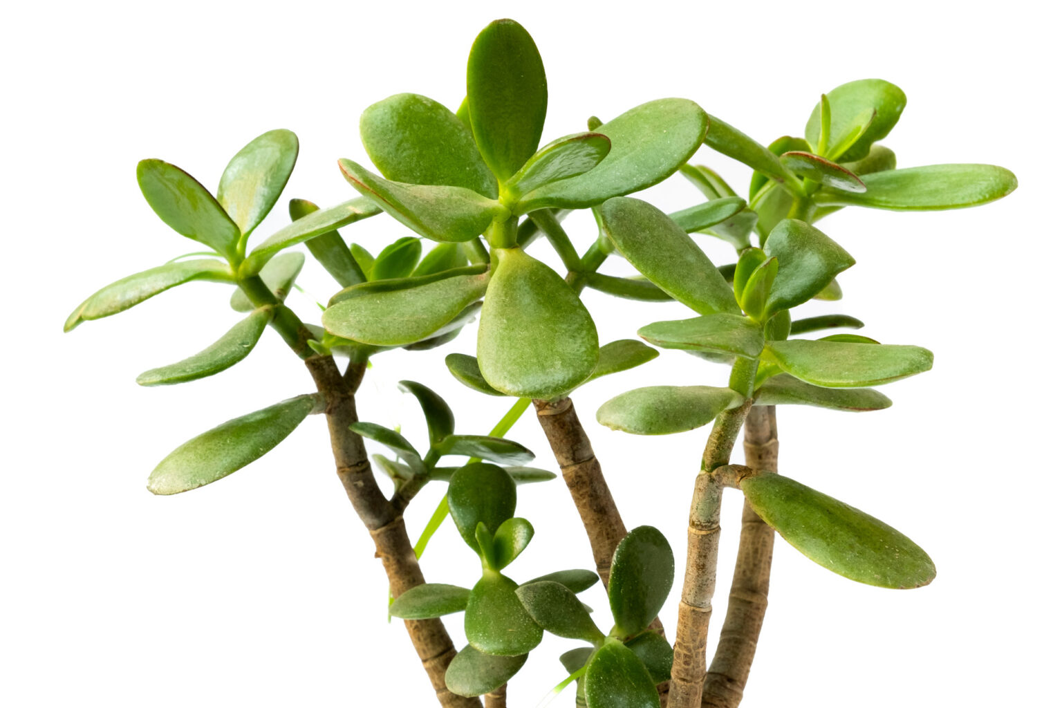 Buy Jade Plant Crassula ovata Low Cost Online Plant Live Nursery India