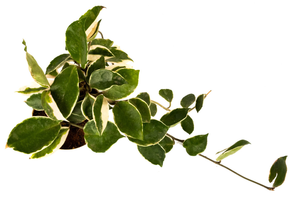 Hoya Carnosa Tricolor Plant
