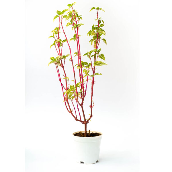 Iresine herbstii /Aureorticulata Plant