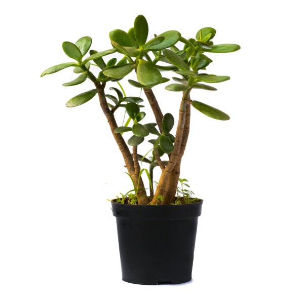 Indoor Plants Online Nursery India | Rare Plants @ The Bagh Store