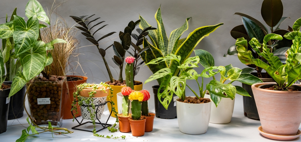 buy plants online india