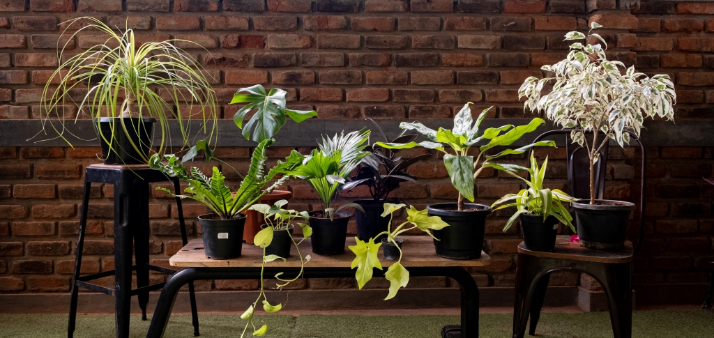 buy plants online india