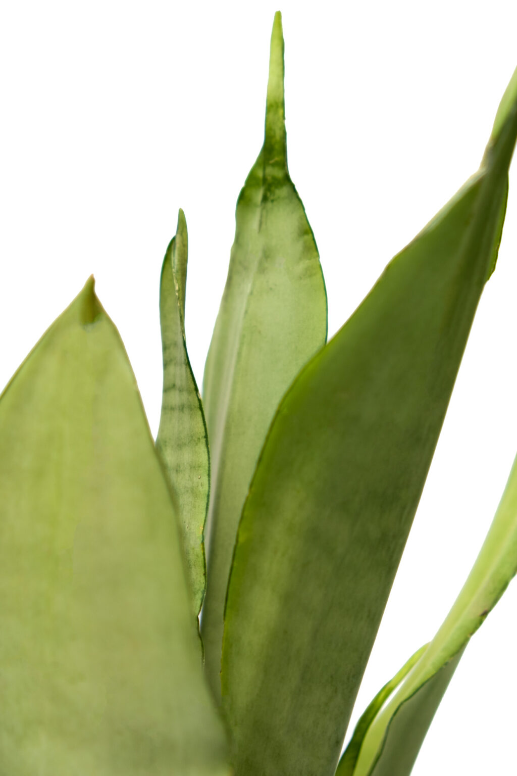 Sansevieria Moonshine | Moonshine Snake Plant | Buy Online From Bagh