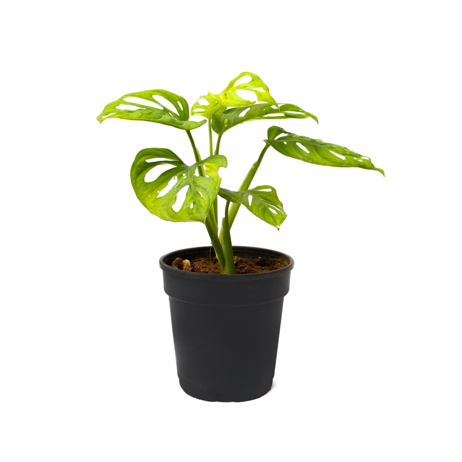 Broken Heart Plant Online Monstera Adansonii Bangalore Plant Nursery