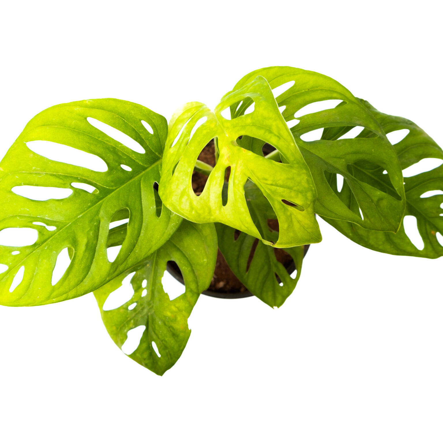 Broken Heart Plant Online Monstera Adansonii Bangalore Plant Nursery