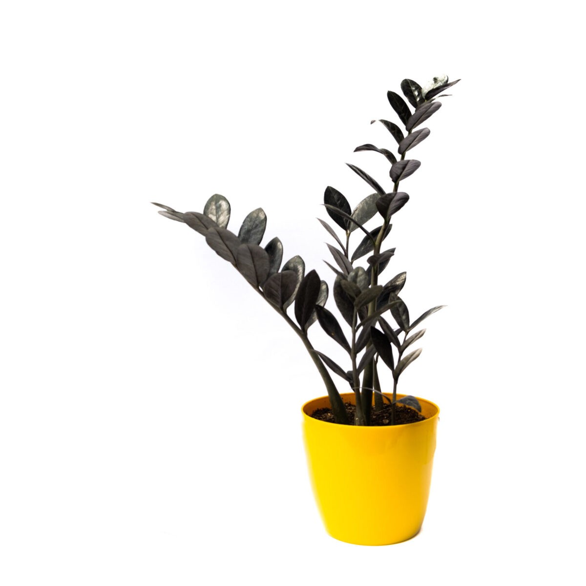 Black ZZ plant with yellow pot