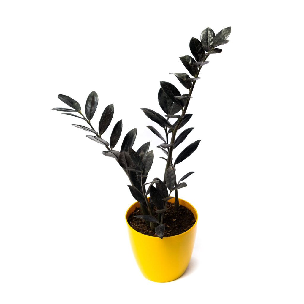 Black ZZ Plant Raven ZZ Plant Buy Plants Online India Plants Nursery black-zz-plant-raven-zz-plant-buy-plants-online-india-plants-nursery