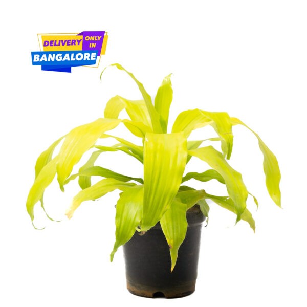 Dracaena Limelight, air purifier plant, green and yellow long leaves are low maintainence plants. Available only in Bangalore delivery