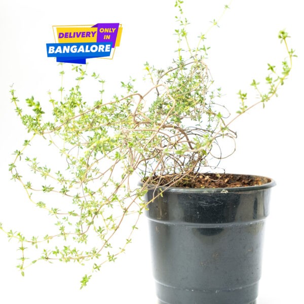 Thyme herb plant in Garden Shop Bangalore