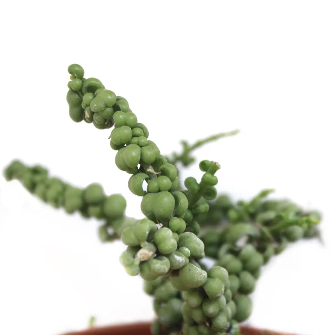 succulent in pot Succulent Arrangement
