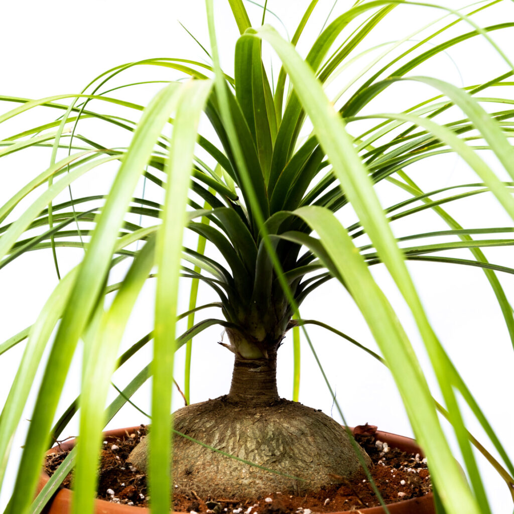 Pony Tail Palm - Beaucarnea Recurvata | Indoor Plant Online