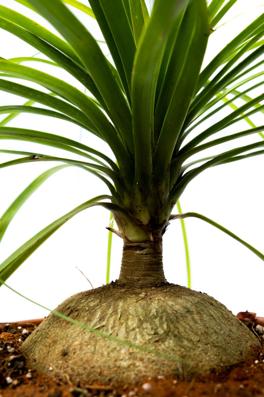 Pony Tail Palm Beaucarnea Recurvata Indoor Plant Online