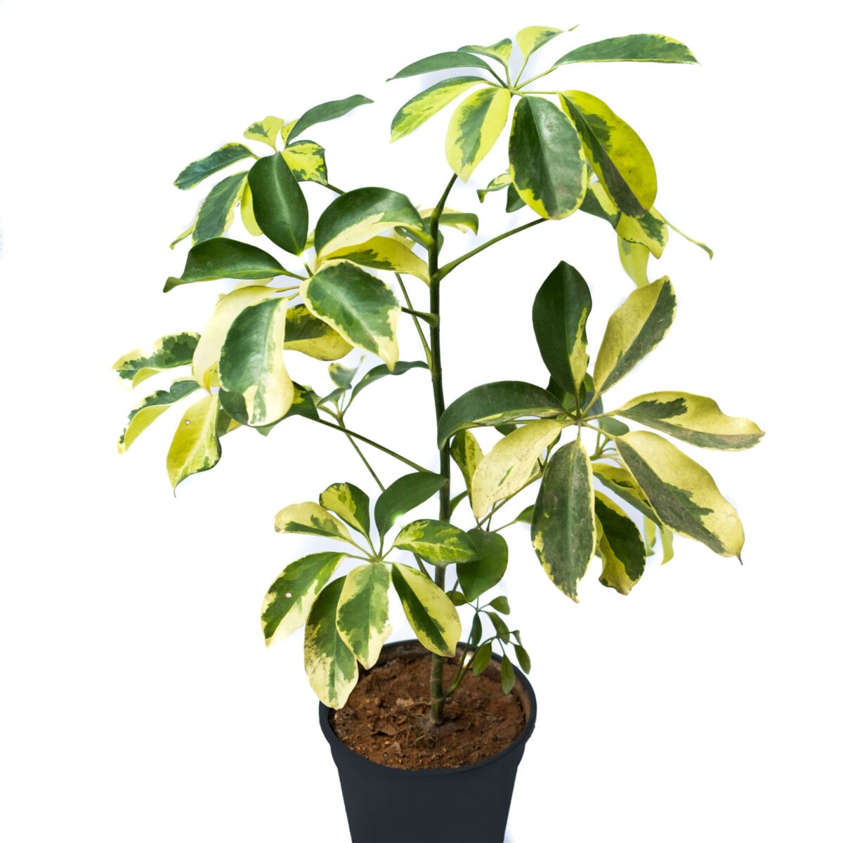 schefflera plant or schefflera variegated is a popular house plant. Availlable for Bangalore delivery