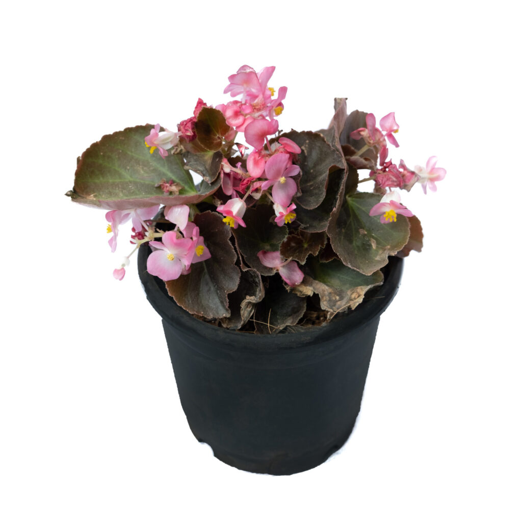 Buy Angel Wing Begonia Indoor Plant Online Plants Nursery Bangalore