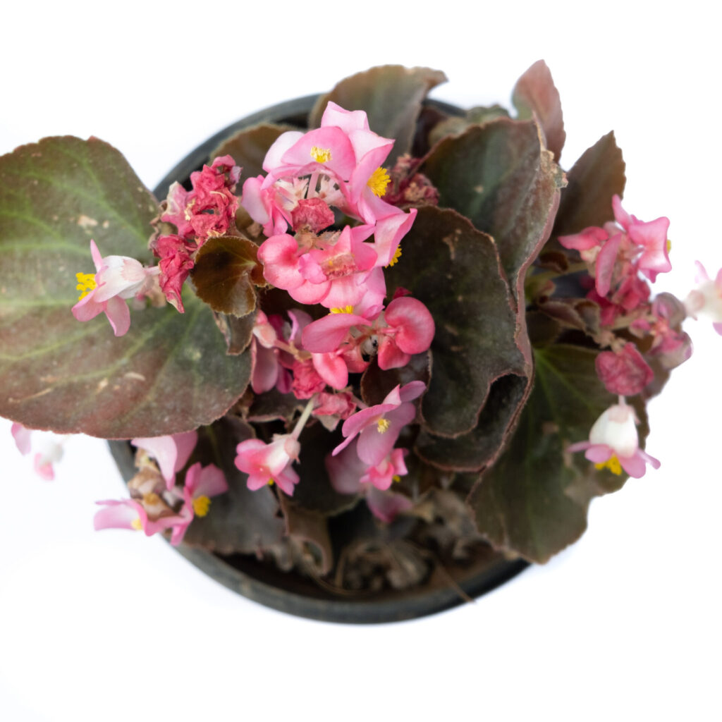Buy Angel Wing Begonia Indoor Plant Online Plants Nursery Bangalore