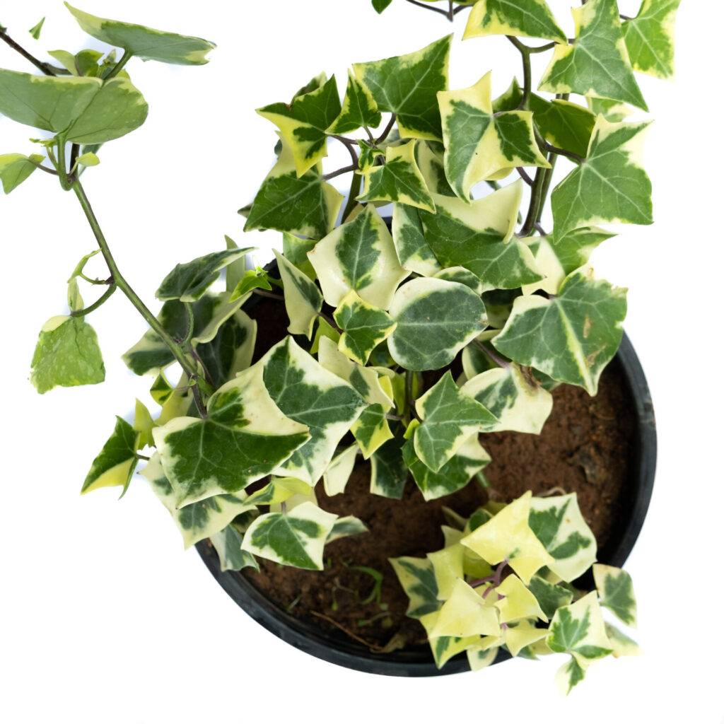 Buy Hedera Helix | English Ivy Plant | Online Plant Nursery India 2021