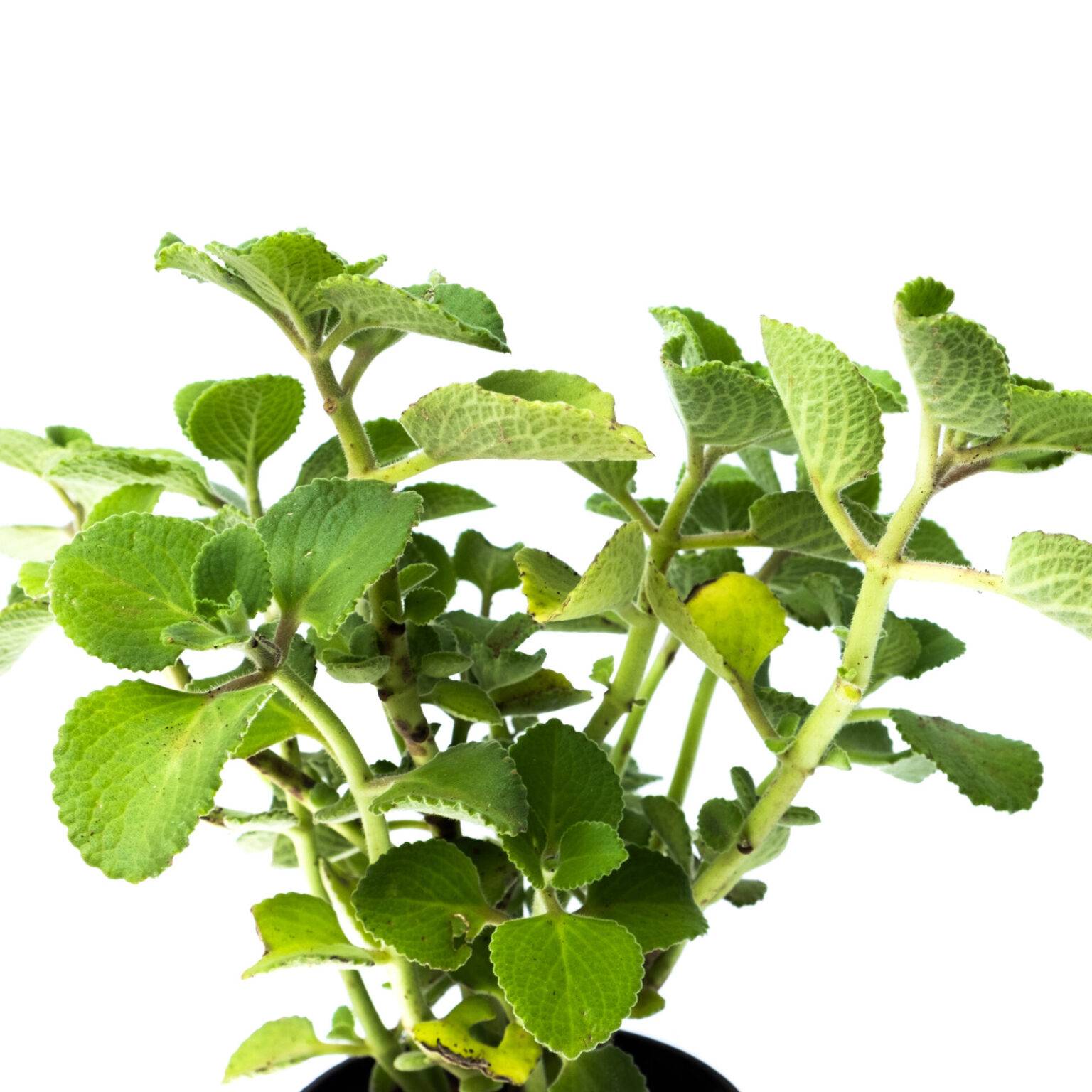 buy-ajwain-herb-medicinal-plant-2021-plants-nursery-bangalore