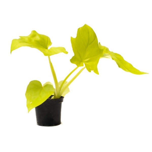 Philodendron Selloum golden available for Bangalore delivery. Low light or indoor plants