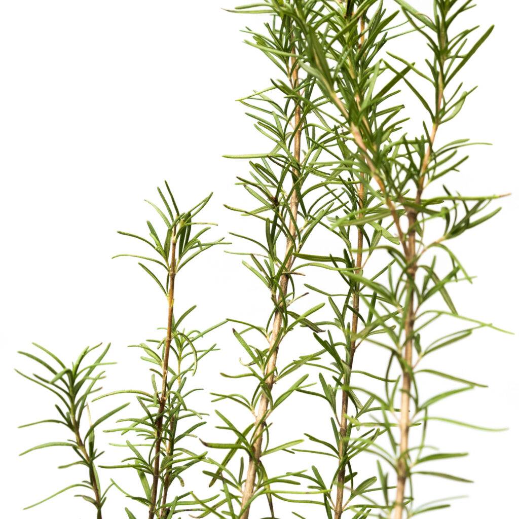 Buy Rosemary plant Bangalore