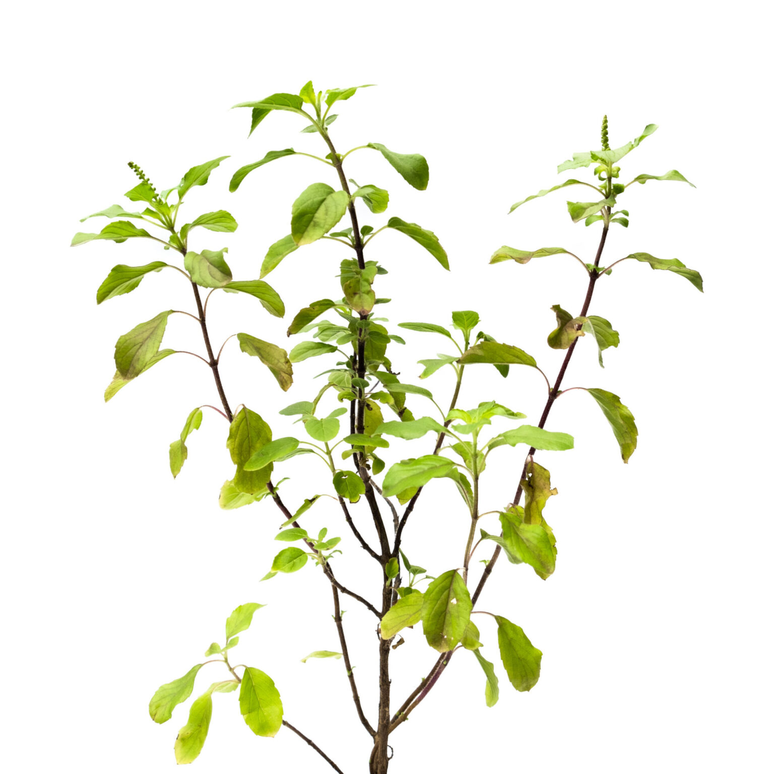 Buy Holy Basil, Tulsi Plant Online Bangalore Medicinal Plants Nursery