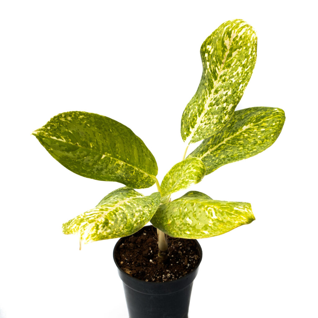 Buy Aglaonema Chinese Evergreen Plant 2021 Online Plants Bangalore