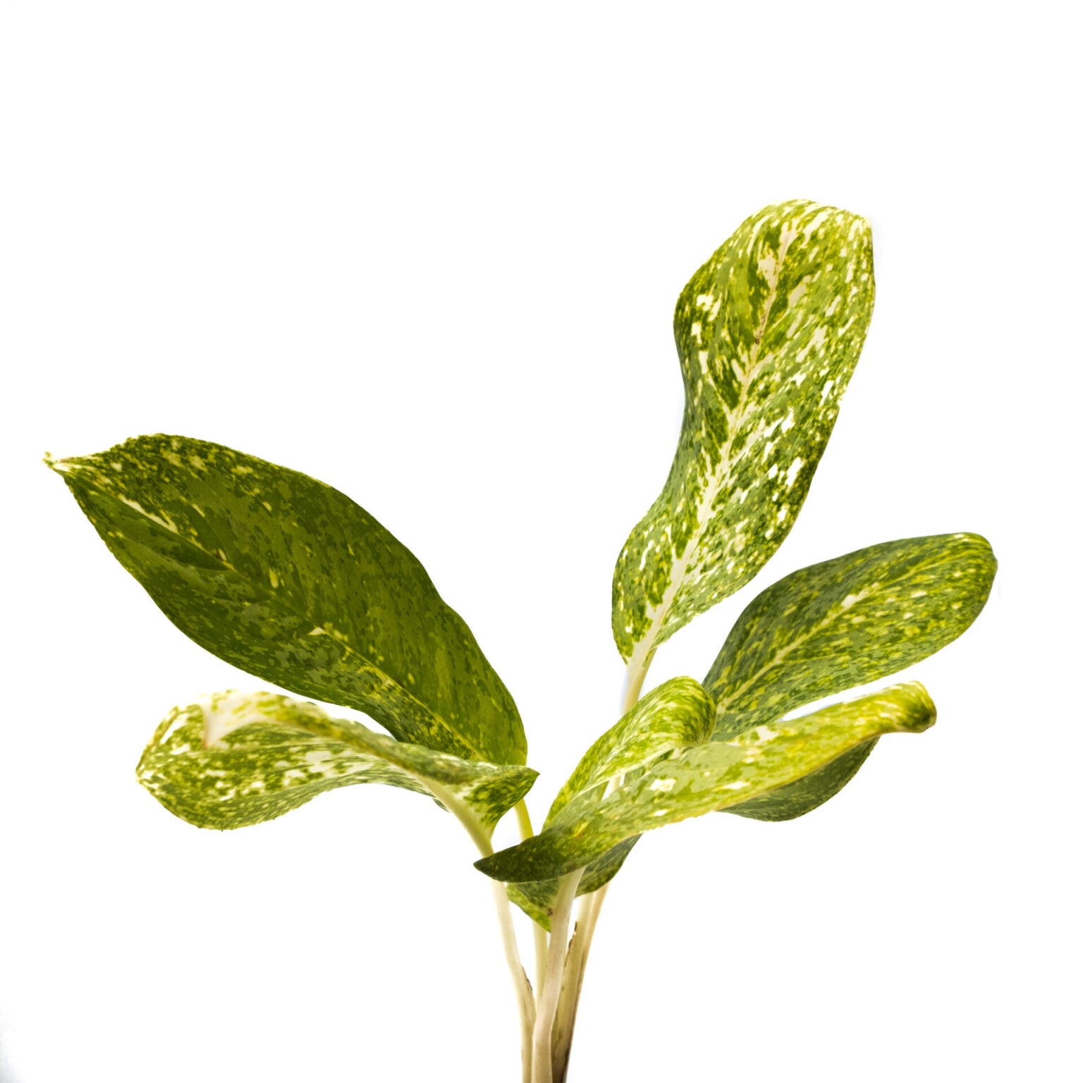 Buy Aglaonema Chinese Evergreen Plant 2021 Online Plants Bangalore