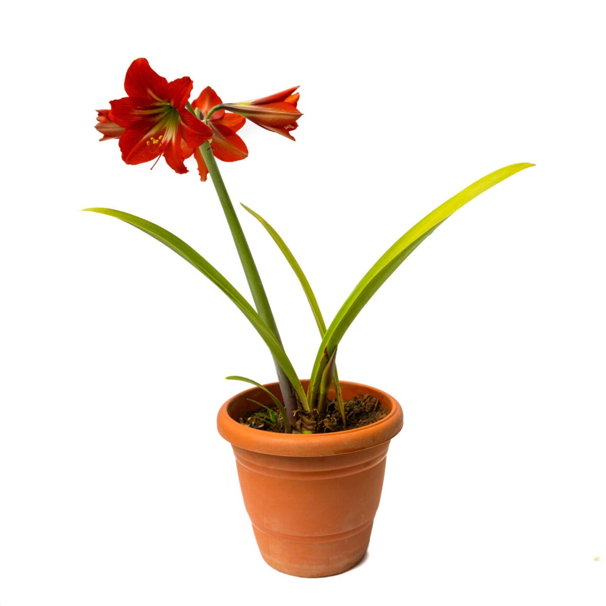 Amaryllis lily bulbs flower plant Bangalore nursery nearest