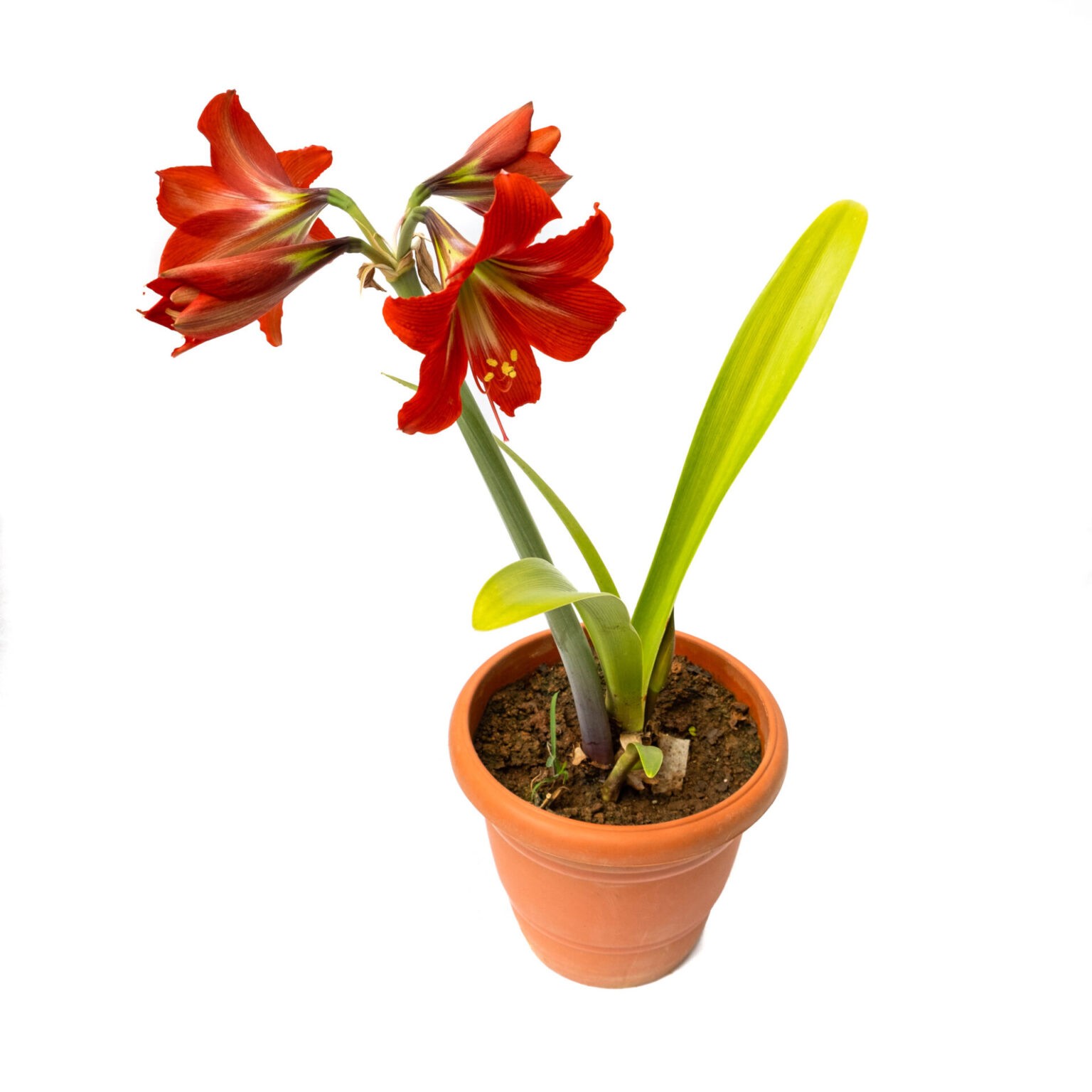 Buy Amaryllis Lily Flower Plant Best Flowering Plant Nursey Bangalore