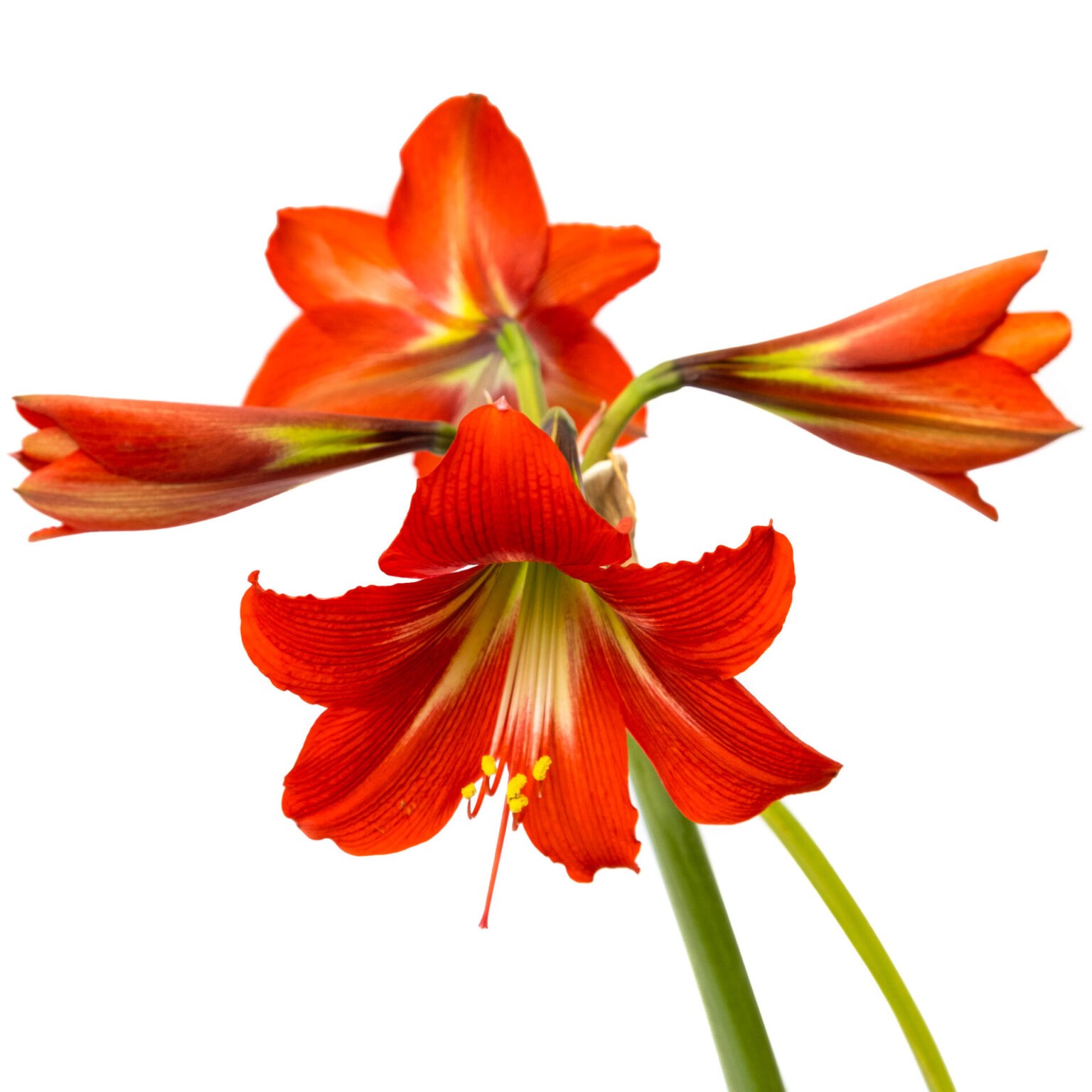 Buy Amaryllis Lily Flower Plant | Best Flowering Plant Nursey Bangalore