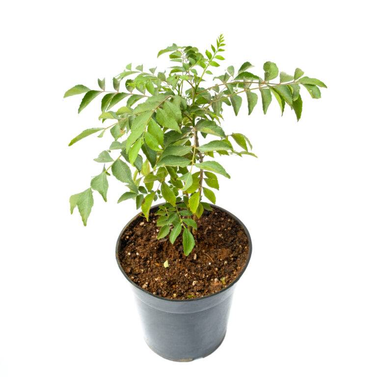 Curry Tree / Curry Leaves Plant Sale Bagh Store Online