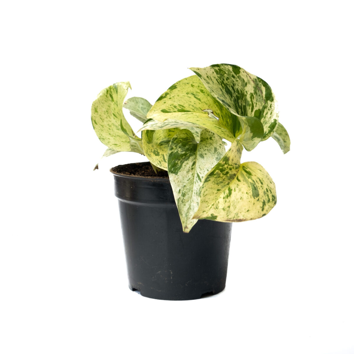 Bagh Marble Pothos
